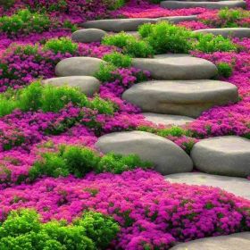 3000 kinds of creeping lavender seeds for planting perennial ground cover plants and heirloom flowers. Seeds are planted without genetic engineer (Color: A package)